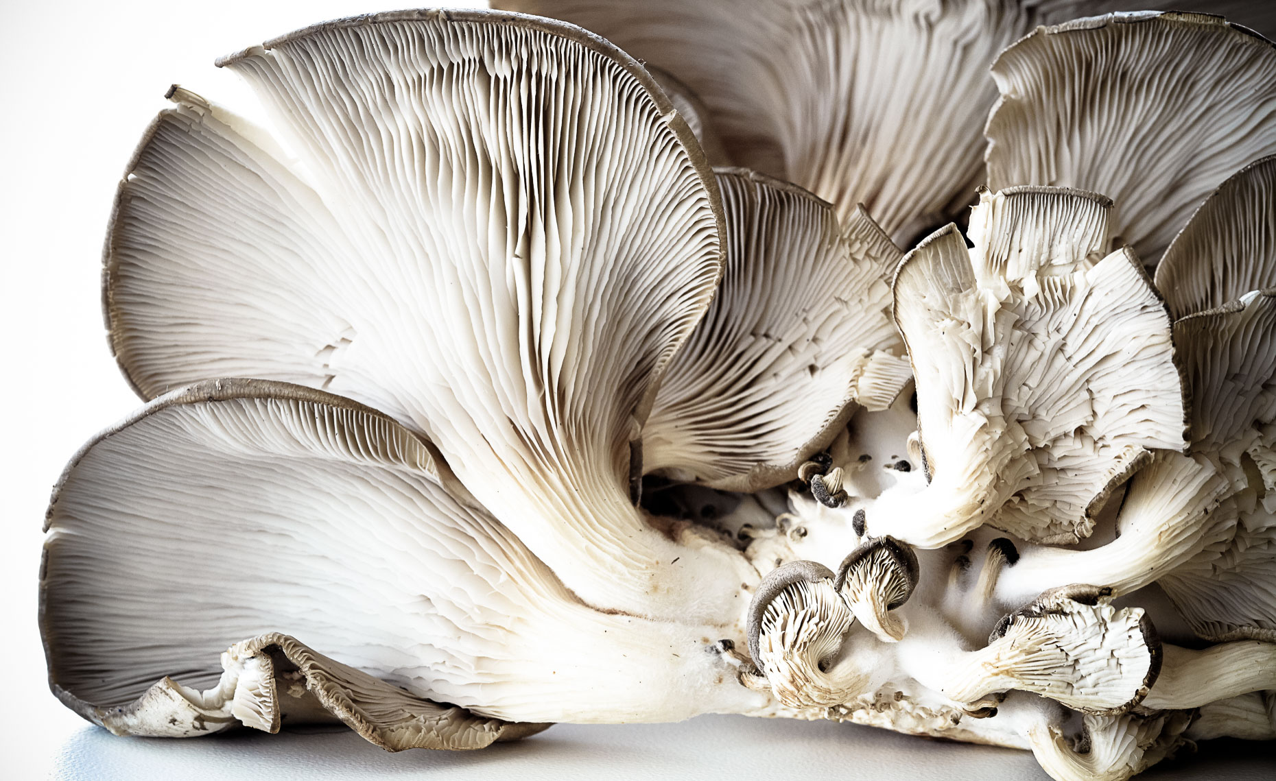 OysterMushrooms_CHPweb