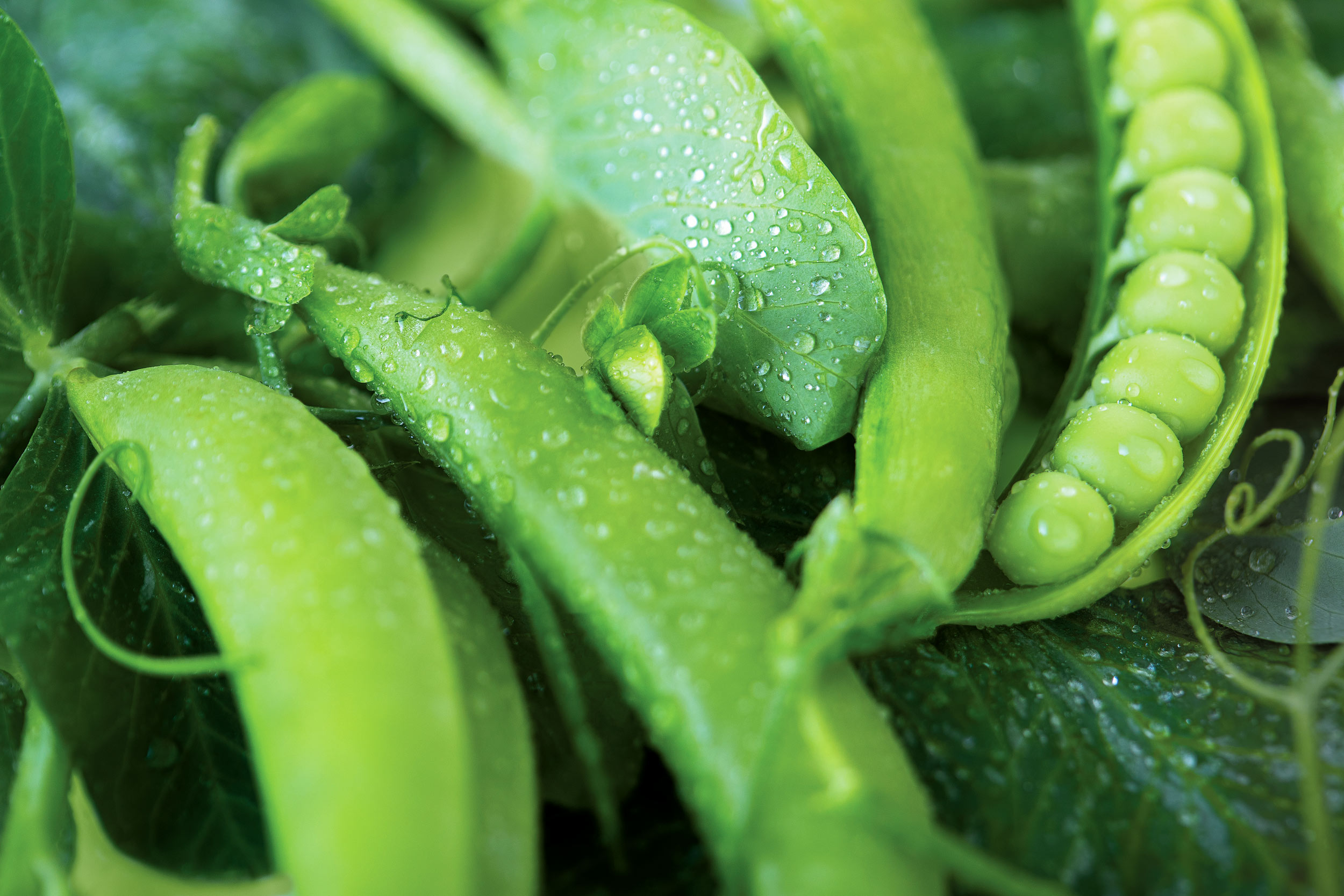 close up of freshly picked pea pods
